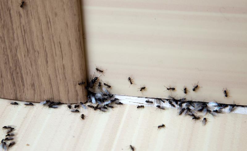 Bli Kvitt Maur I Huset