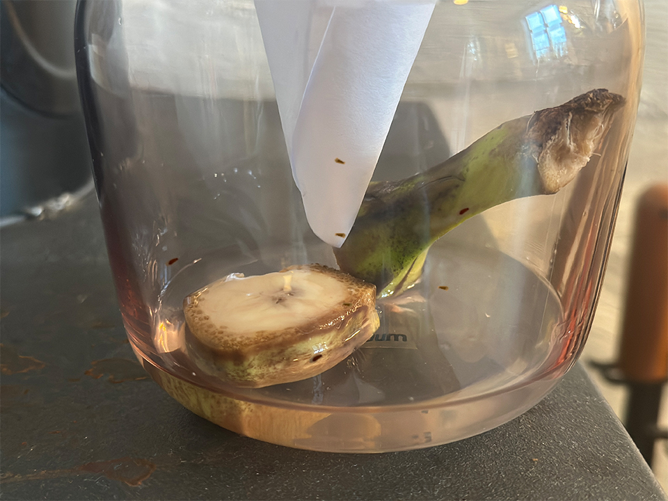 Bananfluefelle